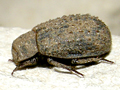 Bodilopsis rufa